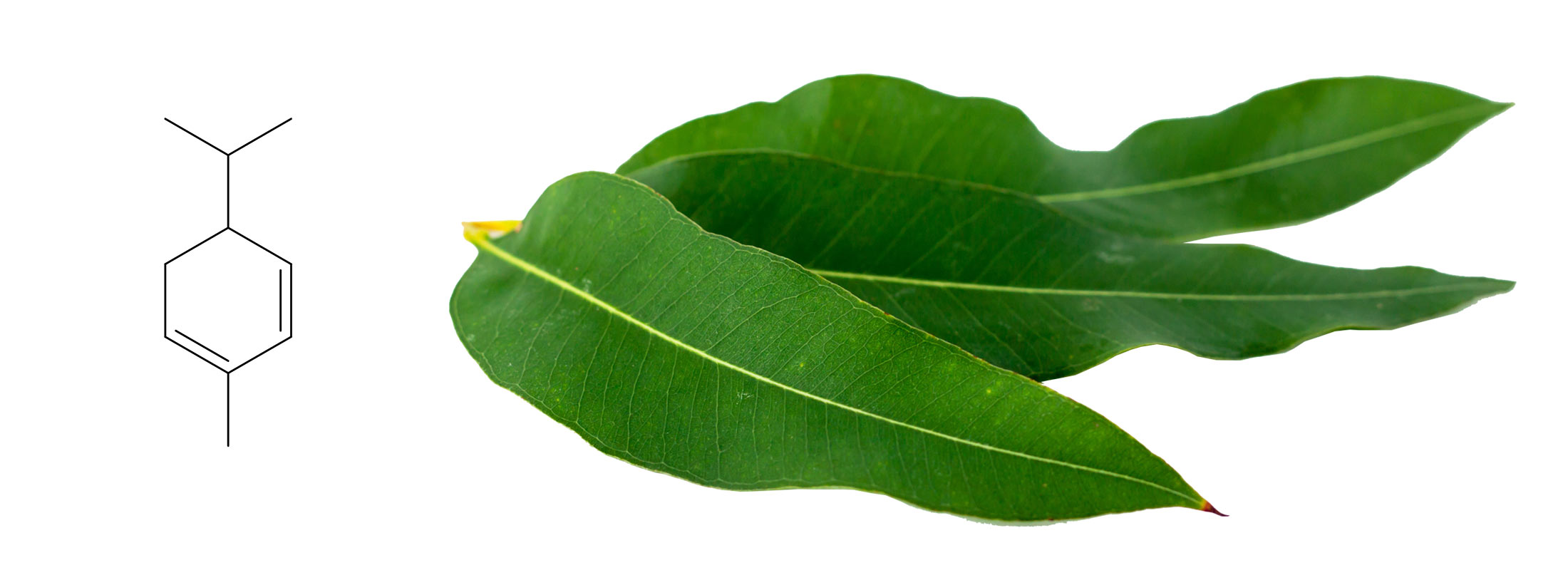 What is AlphaPhellandrene? • Floraplex Terpenes