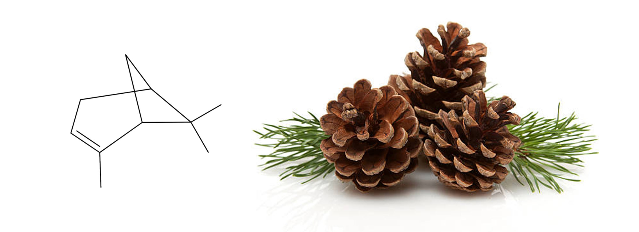 What is AlphaPinene? • Floraplex Terpenes