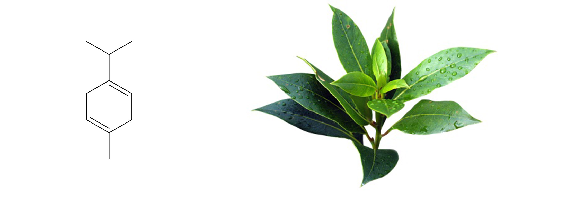 Floraplex_What is Gamma-Terpinene